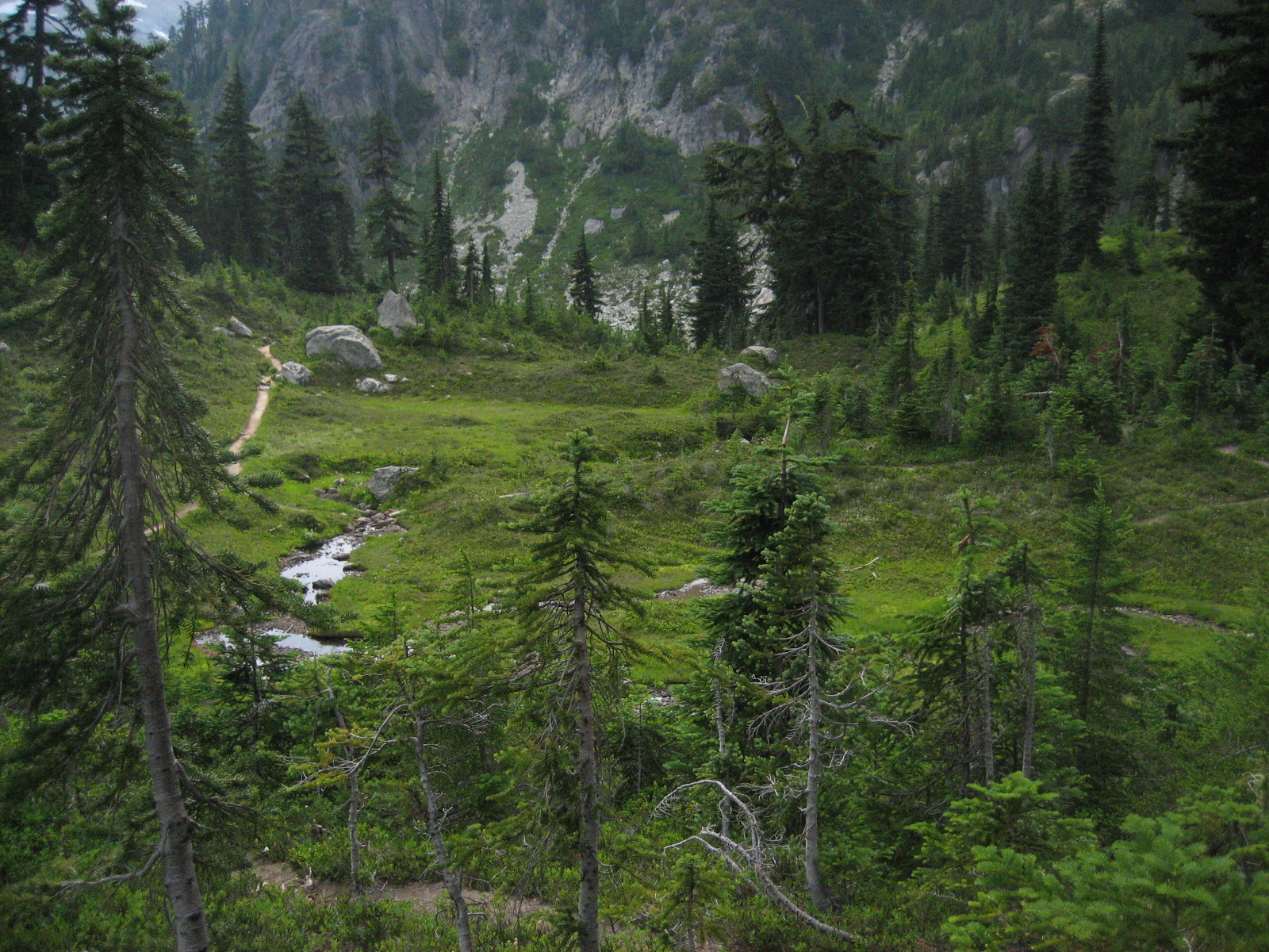 Meadow with Trail