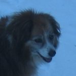 Sheltie mix
